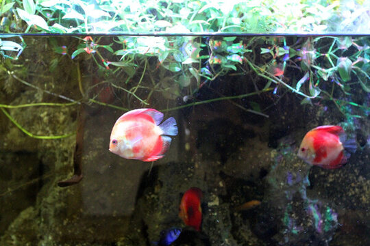魚缸 生態(tài) 綠植 假山 園林