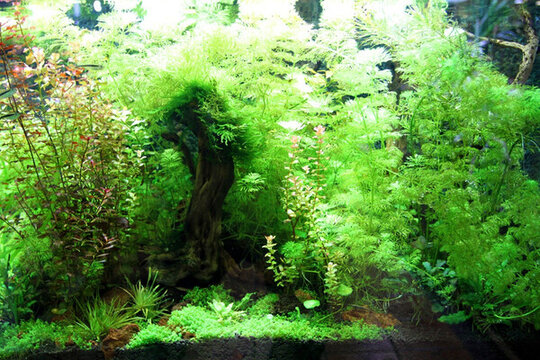 魚缸 生態(tài) 綠植 假山 園林