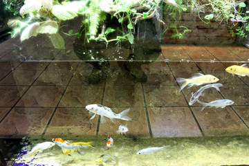 魚缸 生態(tài) 綠植 假山 園林