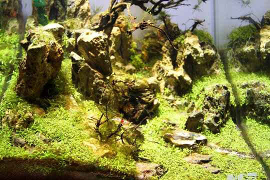 魚缸 生態(tài) 綠植 假山 園林