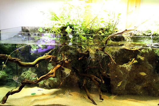 魚缸 生態(tài) 綠植 假山 園林