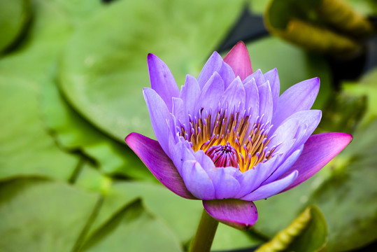 蓮花