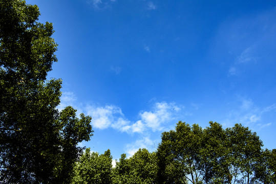 山林