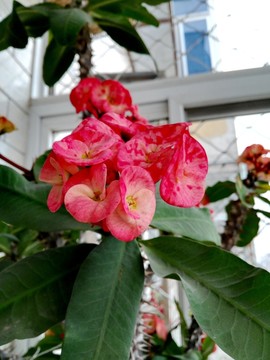 虎刺紅
