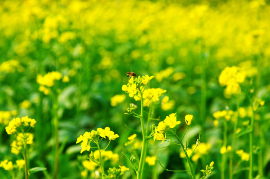 油菜花特寫(xiě)