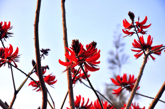 刺桐花