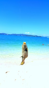泰國普吉島 海釣 野生 海河豚