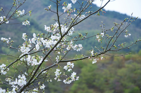 櫻花