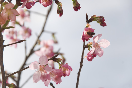 櫻花