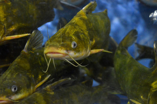 黃骨魚