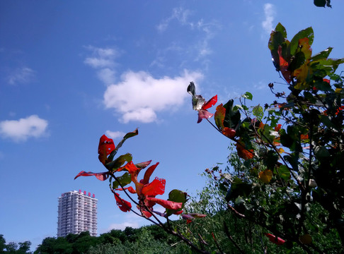 紅葉