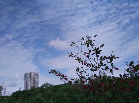 風(fēng)景