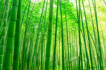 竹林