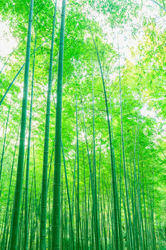 竹林