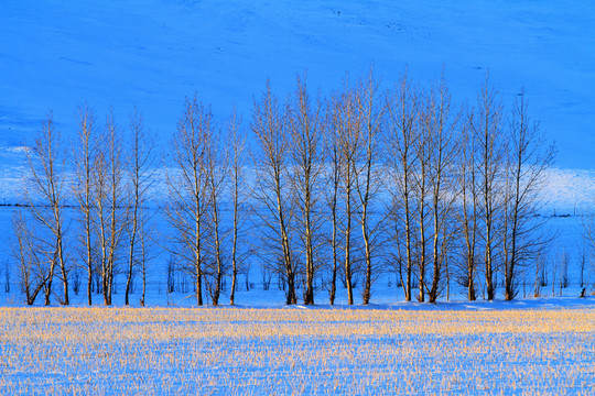 雪原樹林