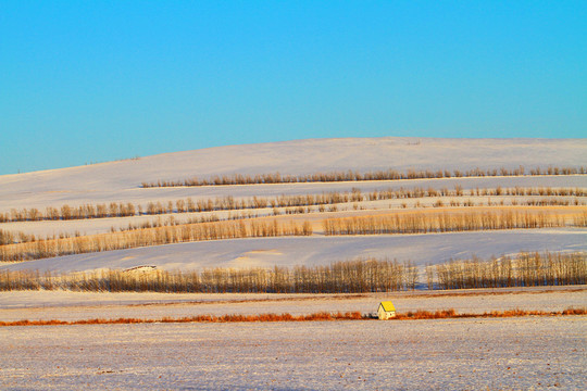 農(nóng)田防護(hù)林雪景