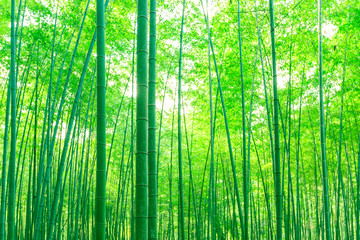 竹林