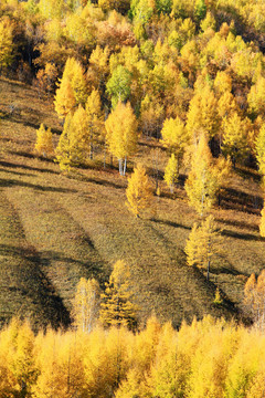 金色山林風(fēng)景