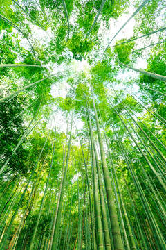 竹林