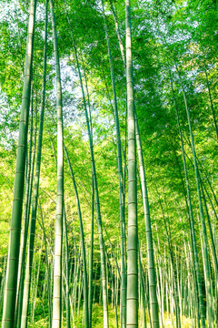 竹林