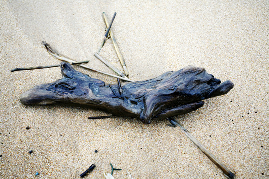浪木