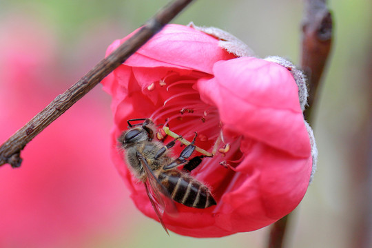蜜蜂在桃花上采蜜