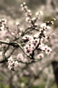 桃花