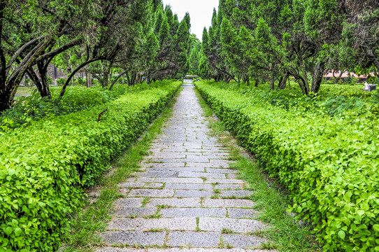 林蔭道路