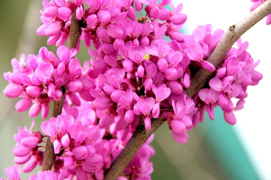紫荊花 紫色花 春天