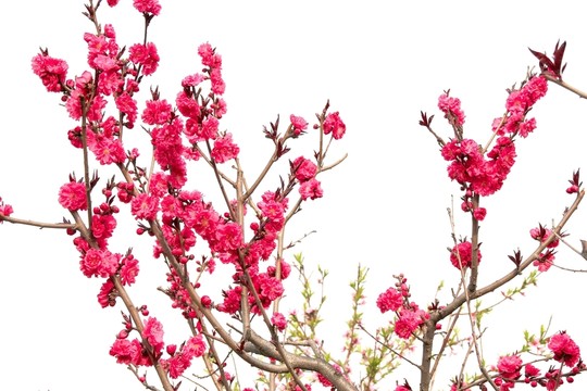 桃花 紅桃花