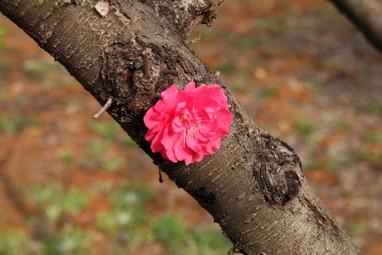 桃花