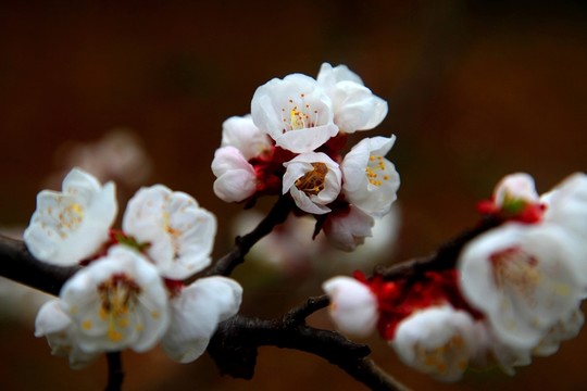 花 杏花 杏樹(shù) 花蕊 春天