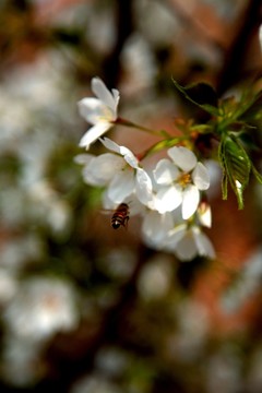 杏花開放 白色花