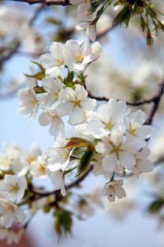 白色花 春天