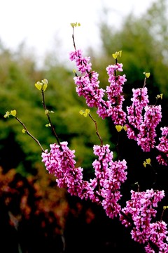 紫荊開花 園林景觀