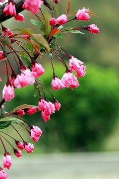 櫻桃 花 春天