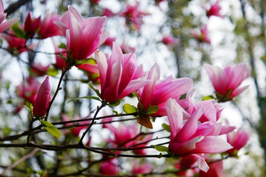 玉蘭花