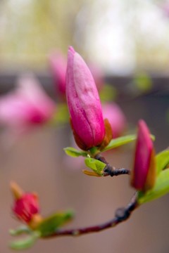 玉蘭 花卉 玉蘭花