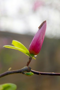 玉蘭 花卉 玉蘭花