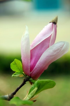 玉蘭花特寫 高清玉蘭花 春