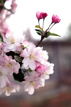 春天白色花