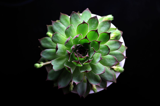 石蓮花