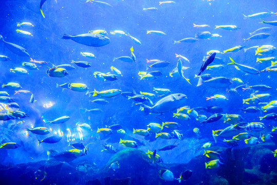 魚群