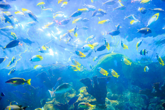 深海魚群