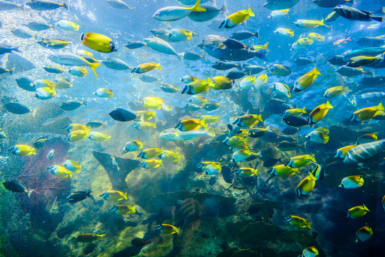 深海魚群