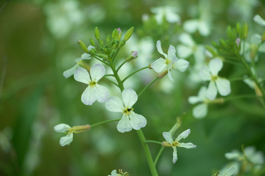 油菜花
