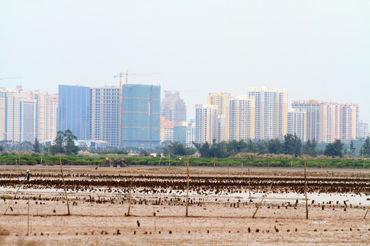城市邊緣 海濱灘涂
