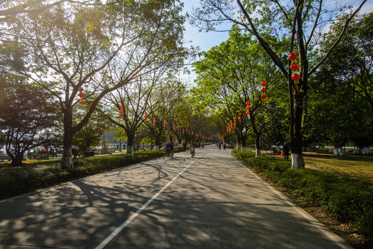 陽光林蔭大道