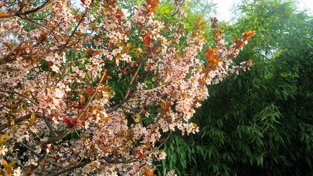 園林 春天 春 櫻 春花