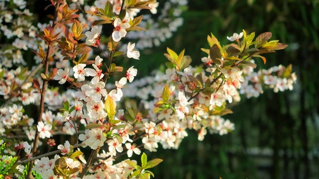園林 春天 春 櫻 春花